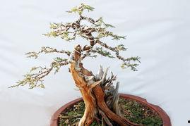精品盆景图片,盆景艺术之美